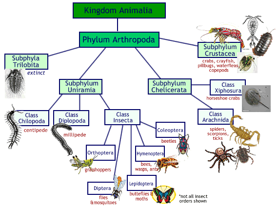 taxonomy