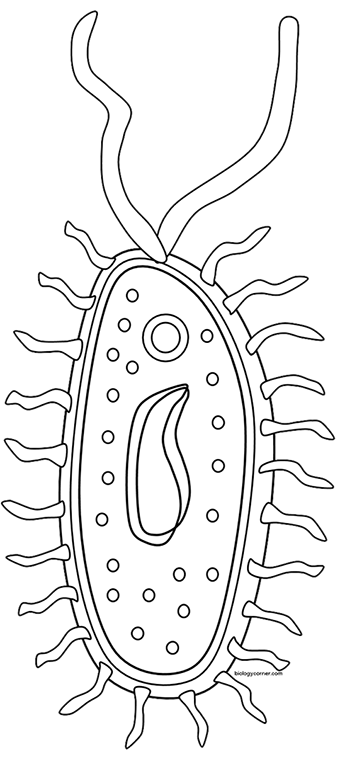 Prokaryote Coloring Worksheet - Bluegreenish