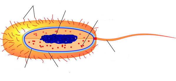 bacterium