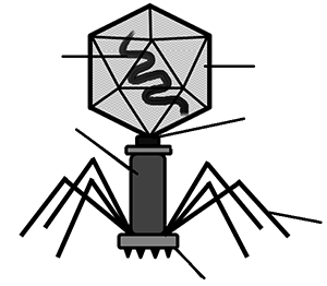 bacteriophage