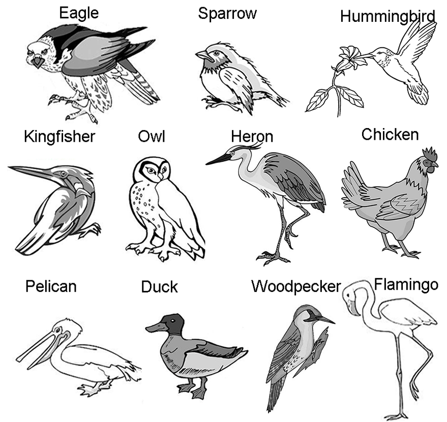 Bird Beak Chart