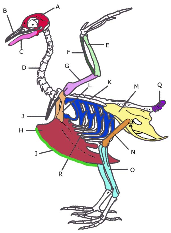 Строение скелета курицы. Скелет птицы киль и цевка. Скелет голубя. Скелет птицы с обозначениями.