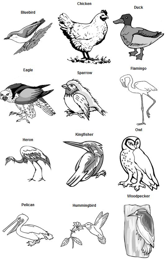 Classification essay birds 07 picture