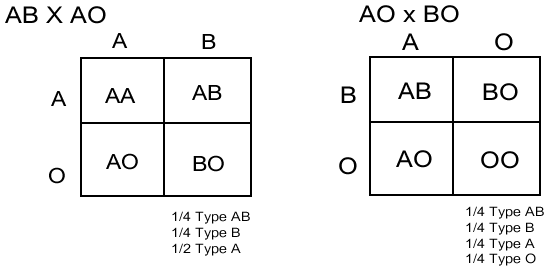 Blood Type Genotype Chart