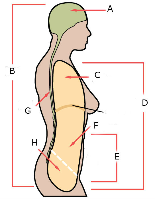 body cavity diagram
