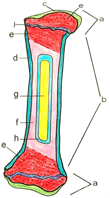 bone anatomy