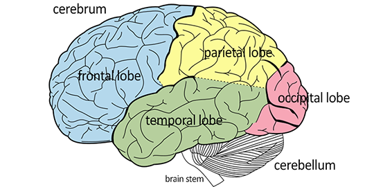 lobes of the brain