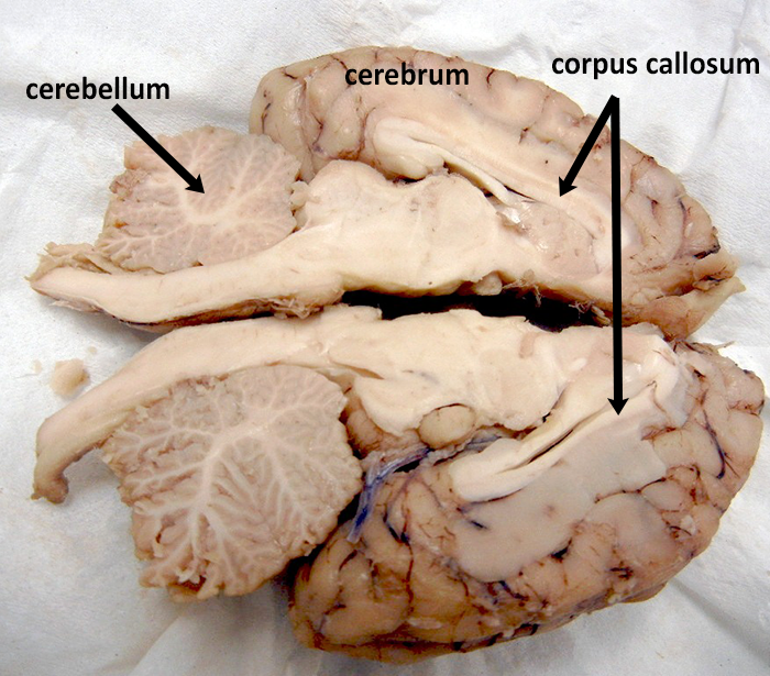 Sheep Brain Dissection with Labeled Images