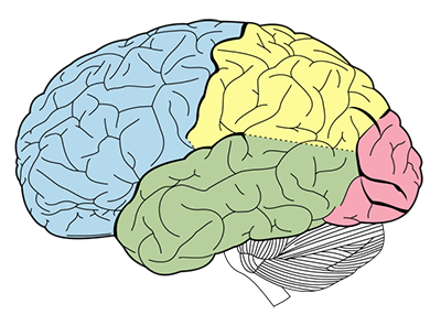brain lobes
