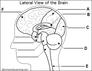 Quiz- Brain Anatomy