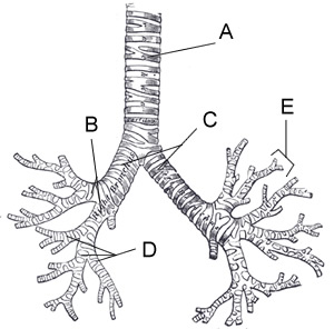bronchial tubes