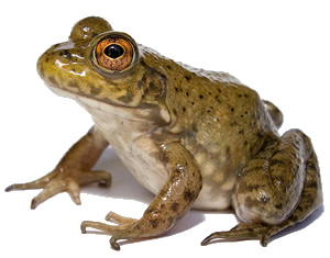 bullfrog