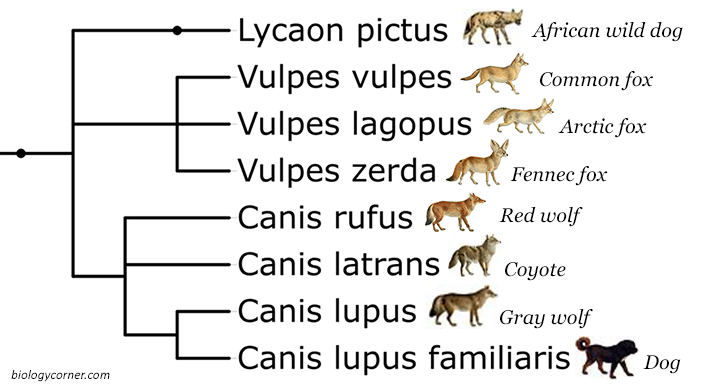 phylogenetic tree