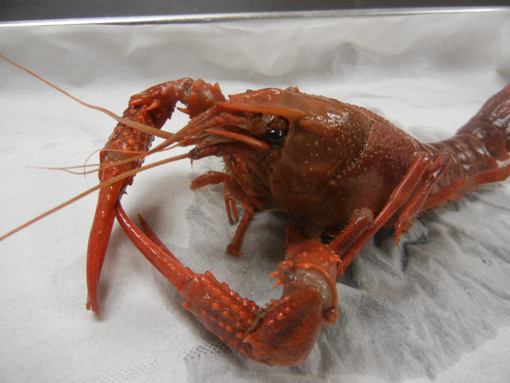 Anatomy of a Crayfish (Virtual)