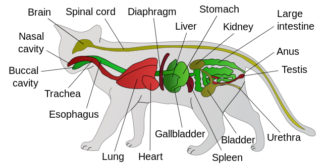 cat anatomy