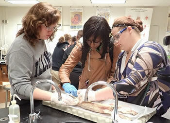 students dissecting cat