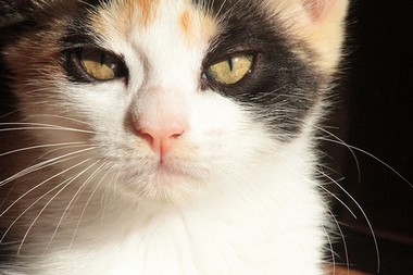 calico cat