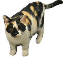 X Linked, Calico Cats