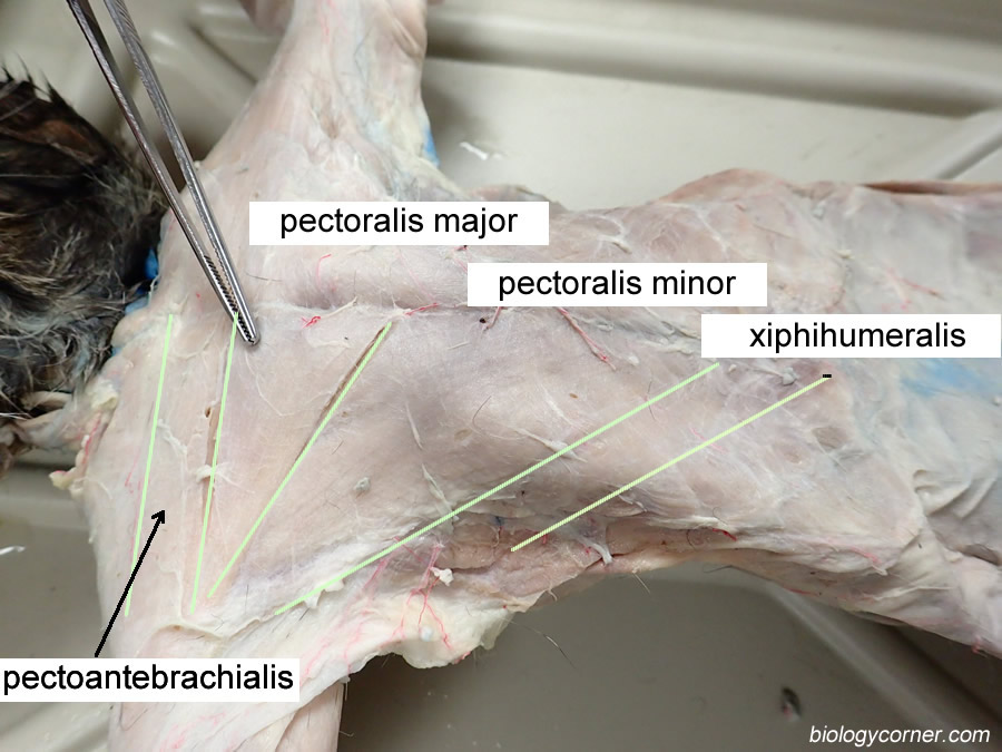 pectoral muscles of the cat
