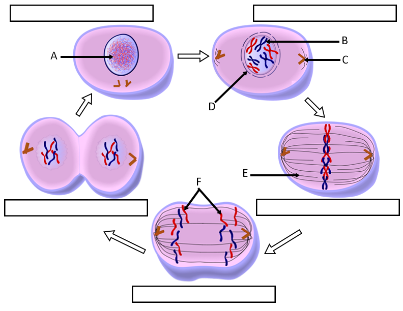 mitosis graphic
