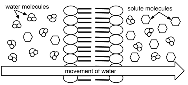 membrane