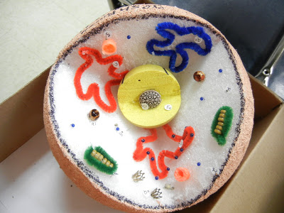 How Can You Make a Model of a Cell?