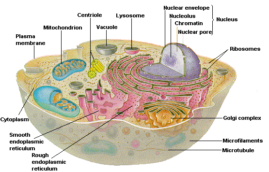 Plant & Animal Cells