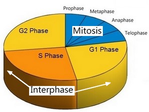 Mitosis Pie Chart