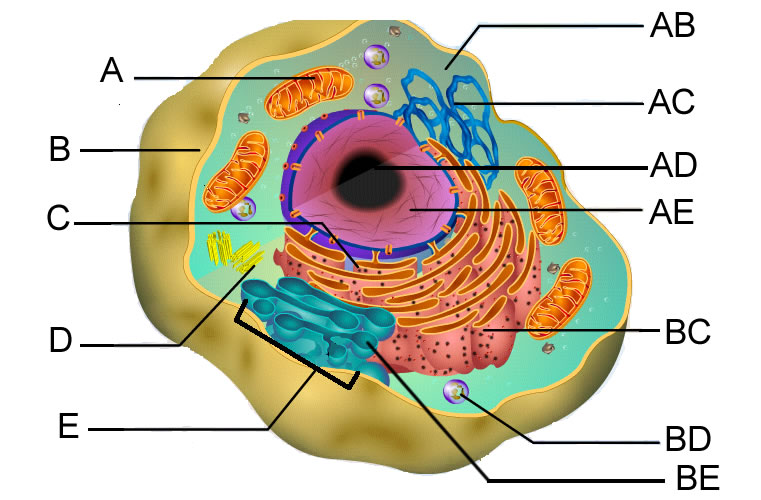 cell labeling