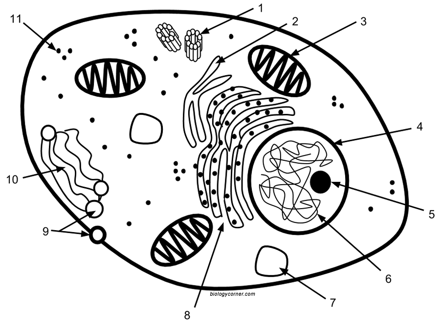 cell labeling