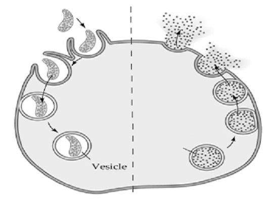 endocytosis and exocytosis