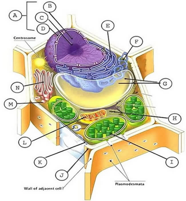  växtcell