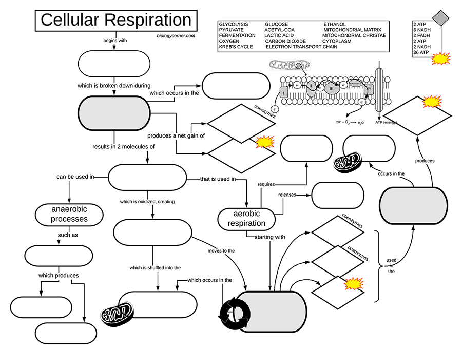 Cellular Respiration Graphic Organizer