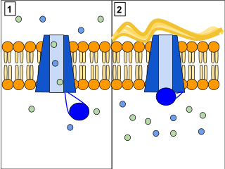 cftr protein