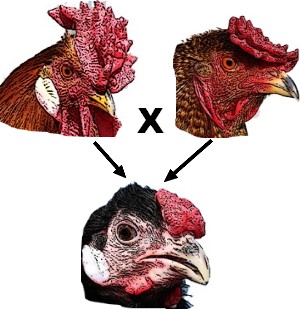 Chicken Genetics