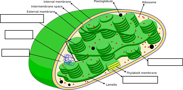 Photosynthesis Chart Worksheet