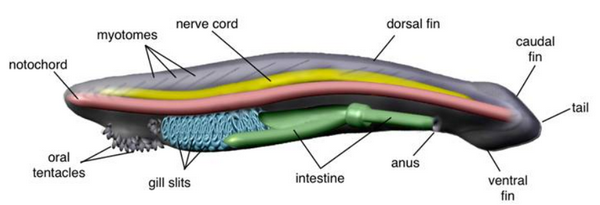 anatomy