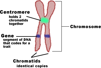 What are chromosomes made of?