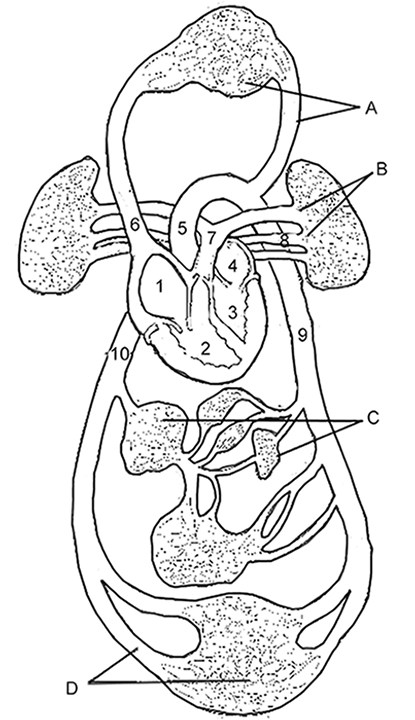 circulatory system