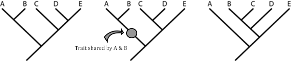 cladogram example