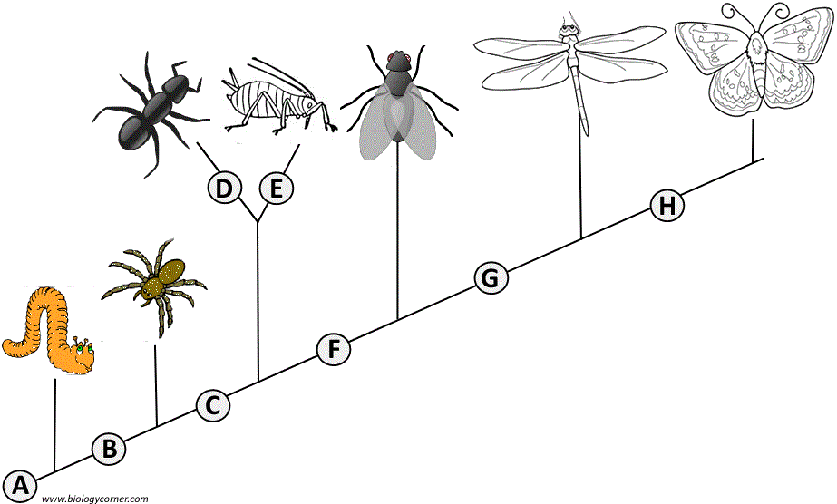 Cladogram Analysis