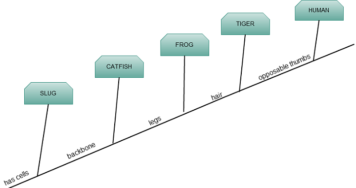 cladogram