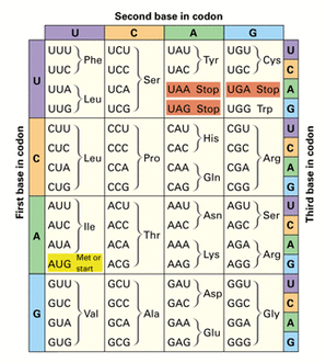 Protein Synthesis Chart