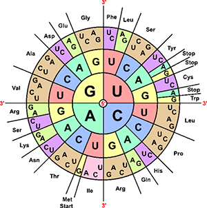 Transcription Translation And Codon Chart Practice