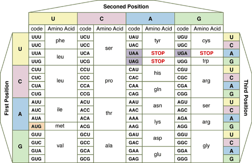 Codon Chart