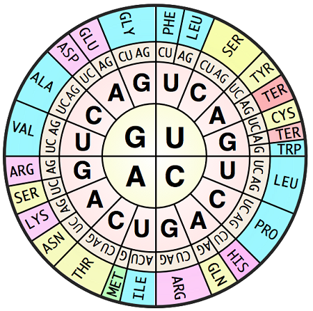 Codon Chart Worksheet Answers