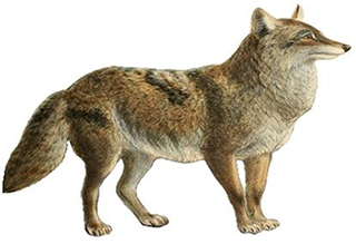 coyote