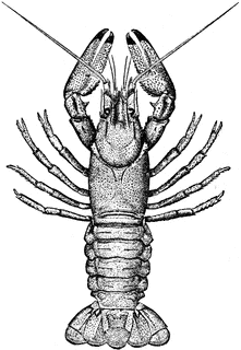 crayfish