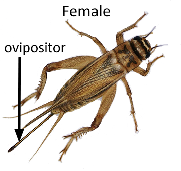 female cricket