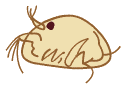 cypris